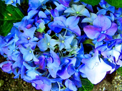 Blue hydrangea flower garden spring flower