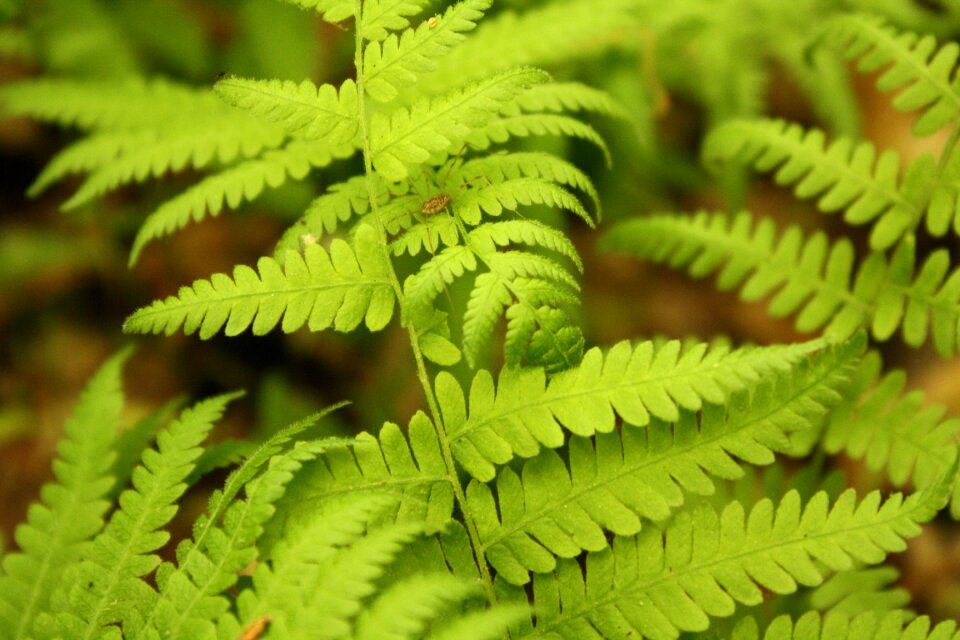 Leaves nature plants