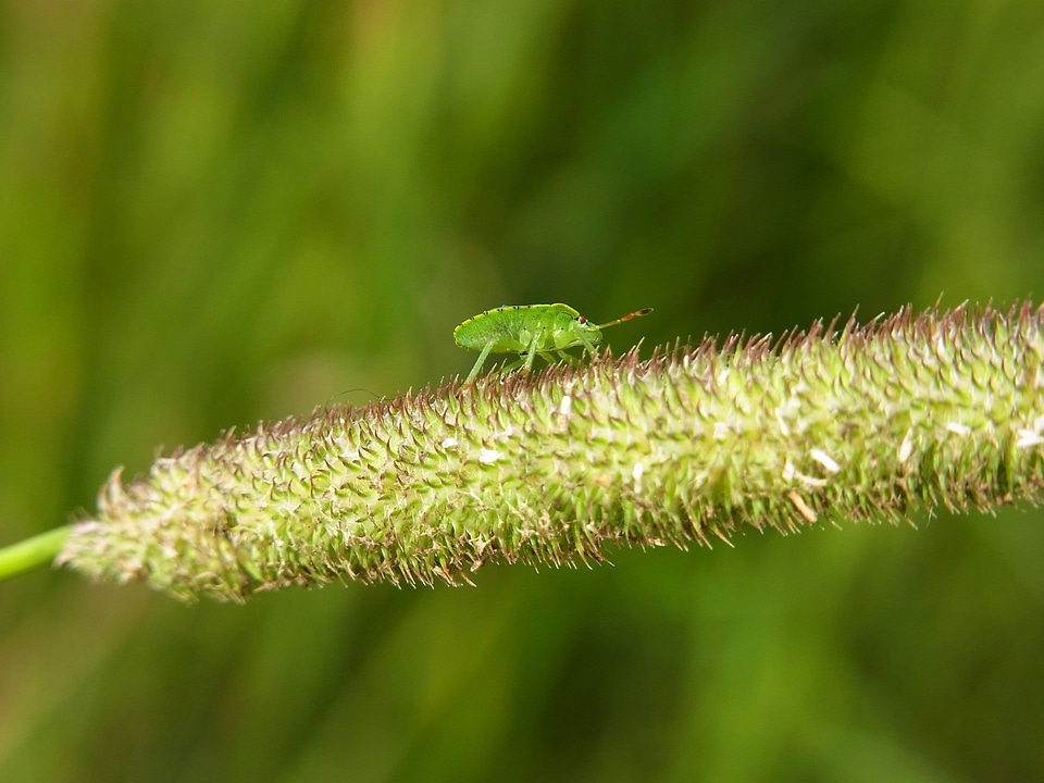 Animal forest meadow