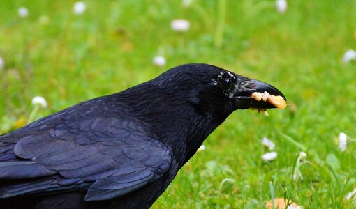 Black bill feather photo