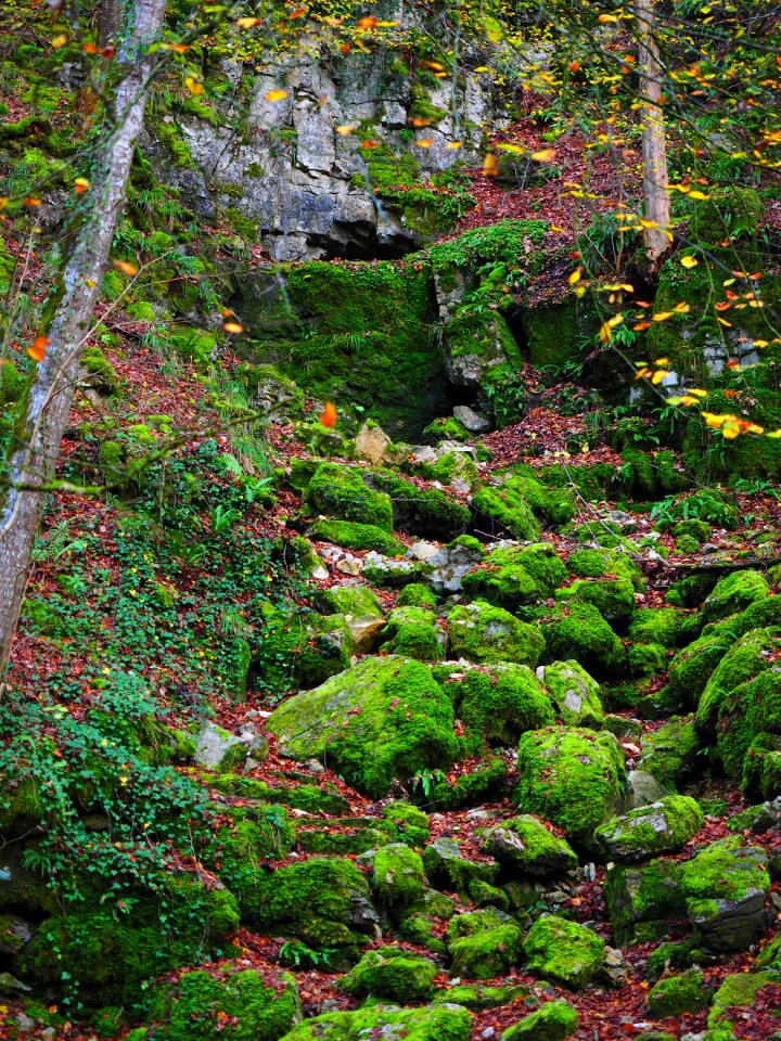 Bemoost elsachbröller cave