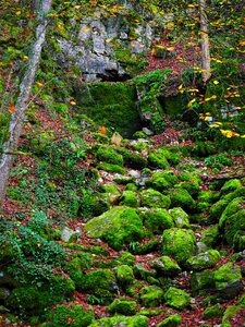Bemoost elsachbröller cave