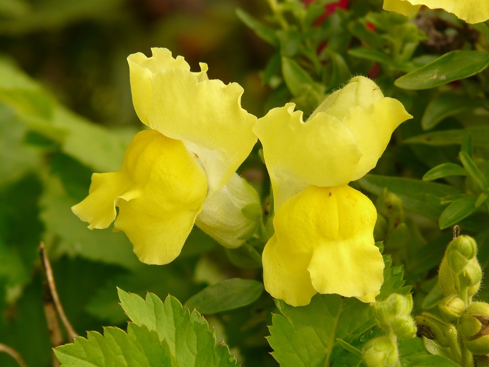 Plantain greenhouse plantaginaceae yellow