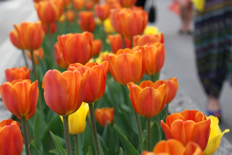 Bloom spring