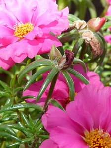 Plant flower blossom
