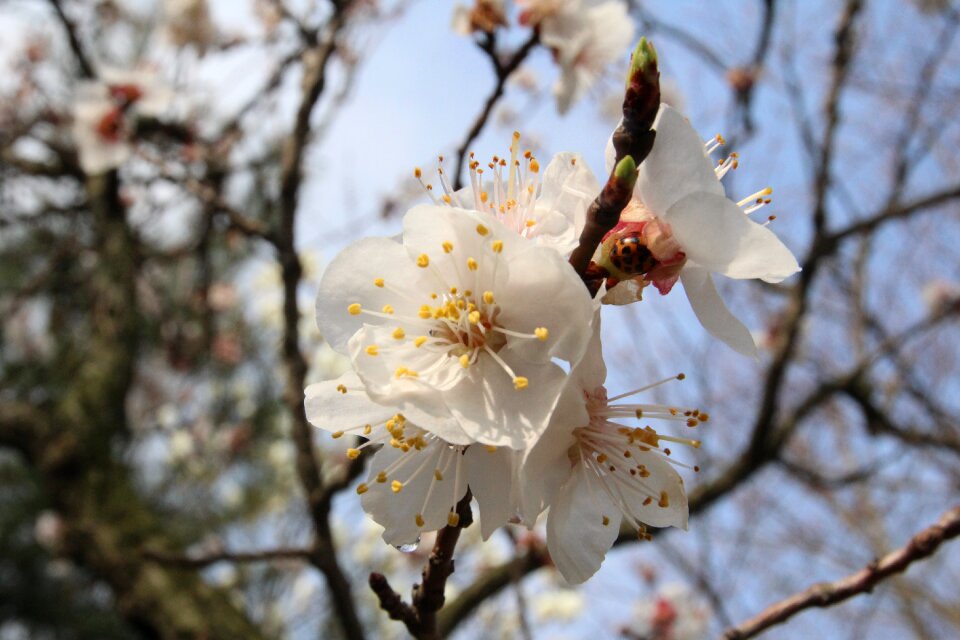 Nature pink flower tree