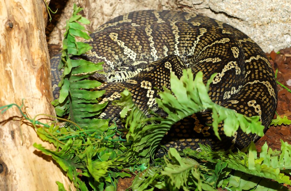 Australia scale nature