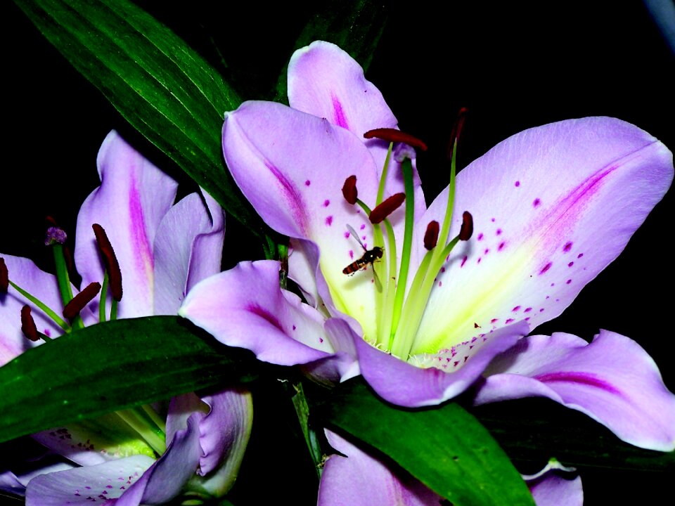 Flowers lily of the valley insect
