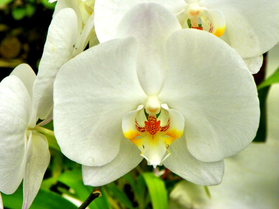 Flowers orchid yellow