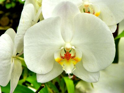 Flowers orchid yellow photo