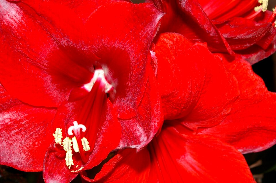 Flower spring houseplant