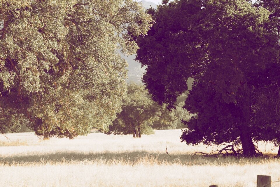Vegetation grass meadow