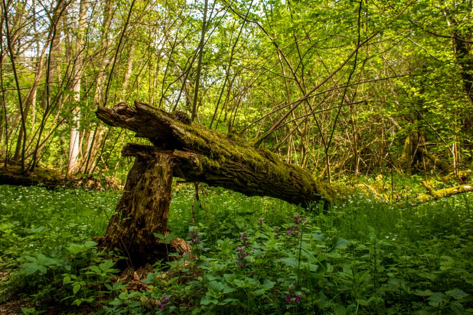 Forest green dead plant