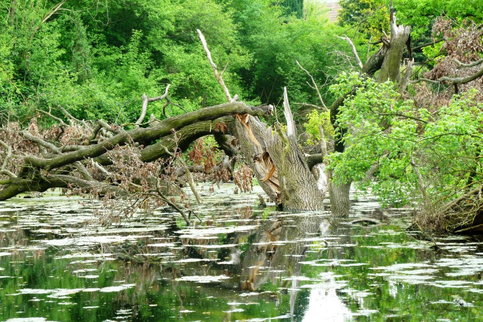 Standing waters trees aesthetic
