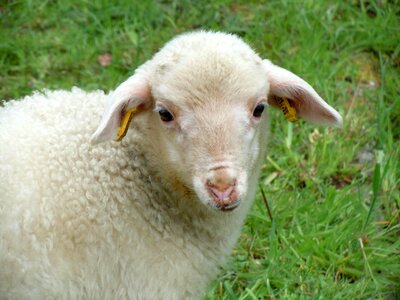 Lamb animal child nature photo