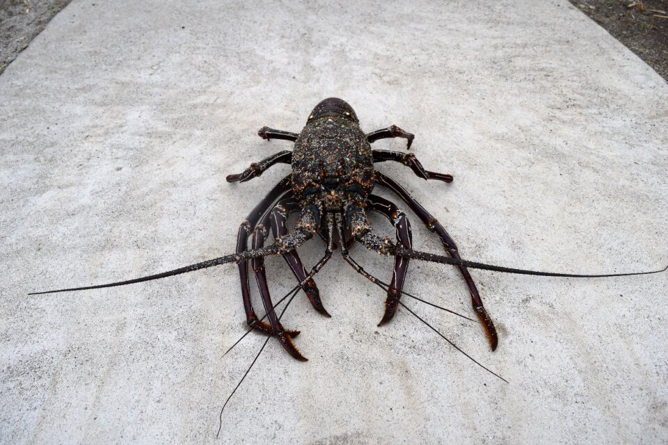 Spiny lobster crustaceans Free photos