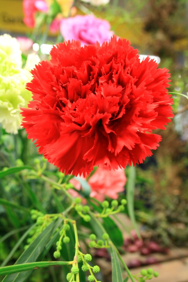 Dianthus red flower