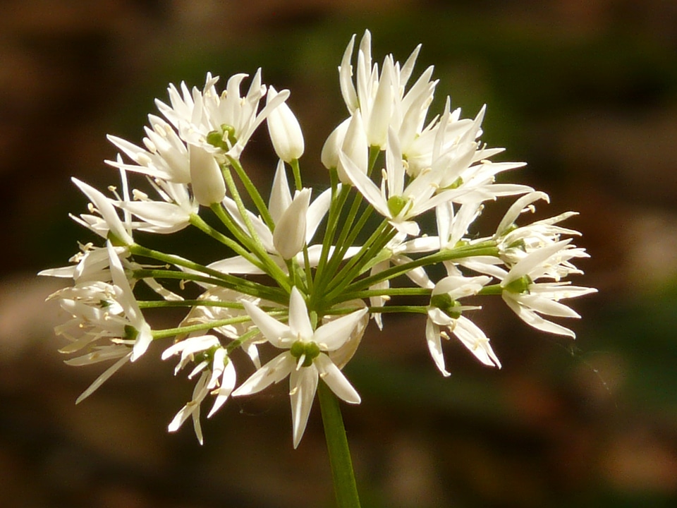 Plant white allium ursinum