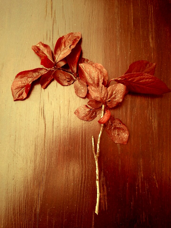 Plant red nature