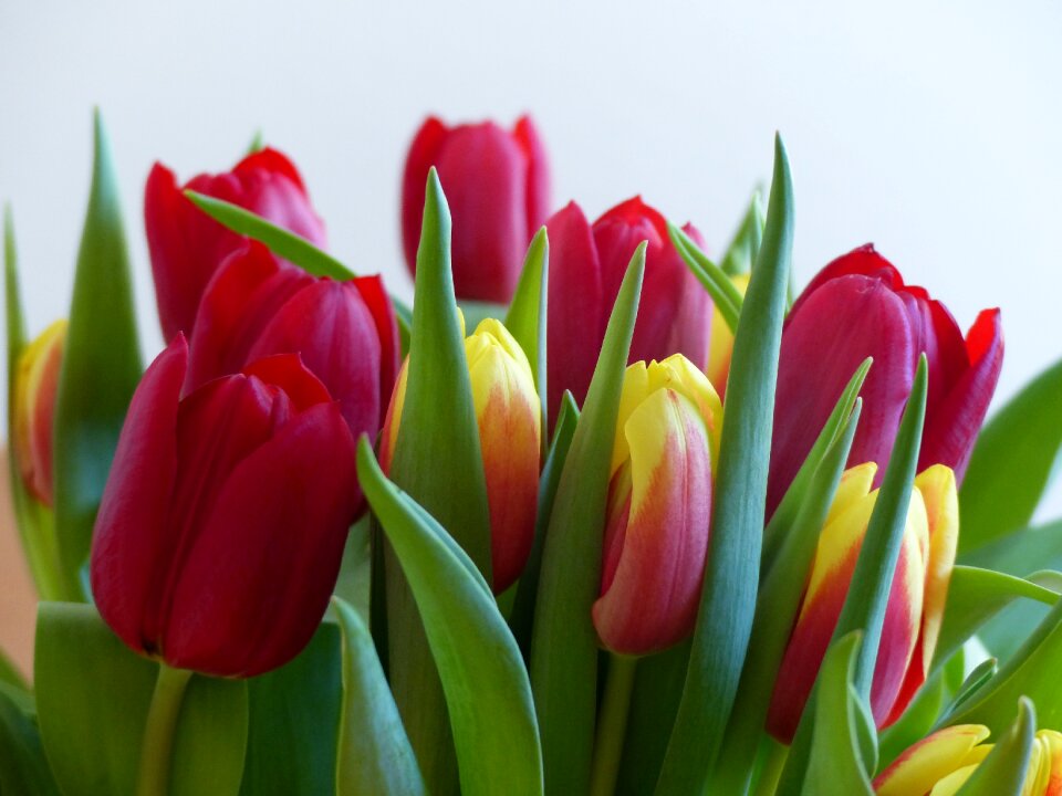 Plant colorful flowers