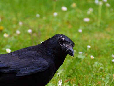 Black bill feather