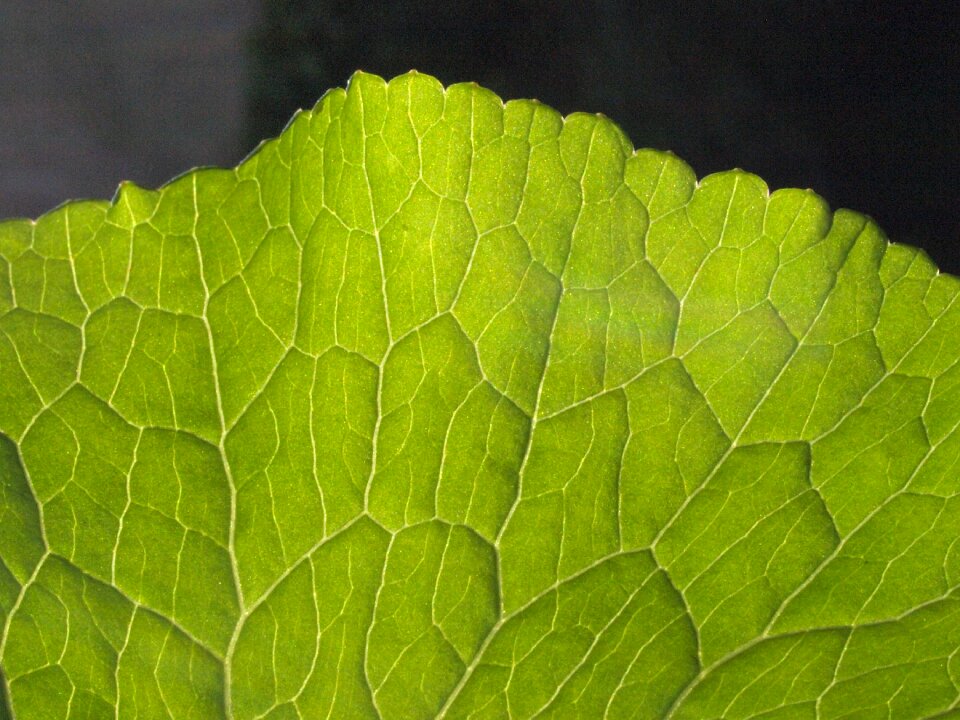 Vascular bundle plant tissue vascular plant