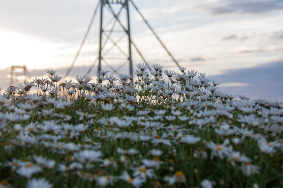Flowers of the field bridge daisies