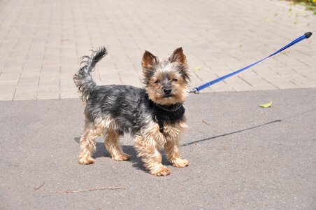 Yorkshire terrier dog small