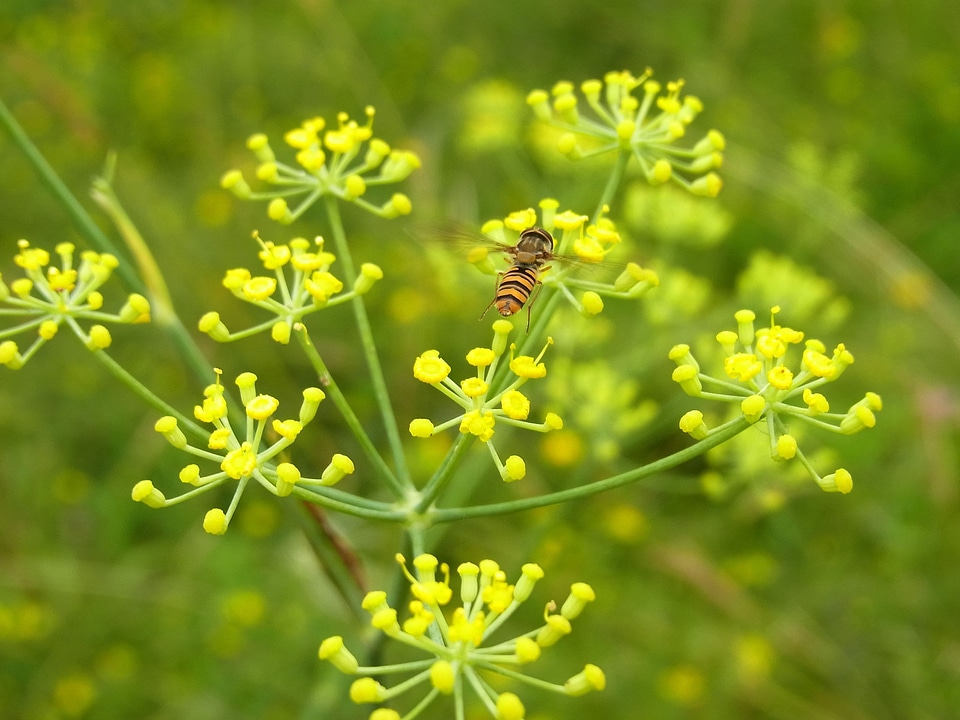 Insect nature animal