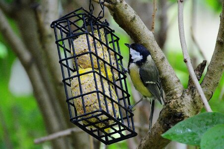 Bird seed nature small bird