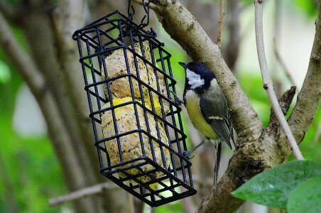 Bird seed nature small bird photo