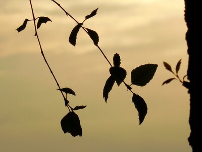 Leaves tree branch