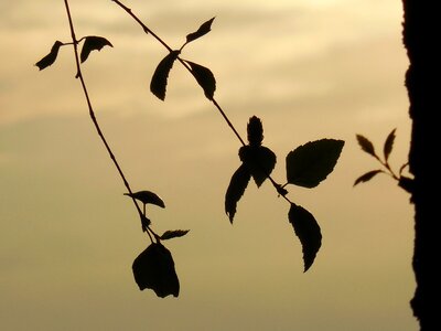 Leaves tree branch photo