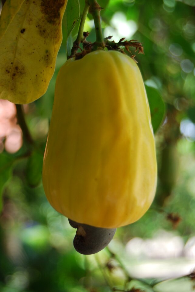 Cashew tropical fruit fruit