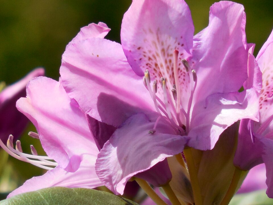 Nature blossom plant