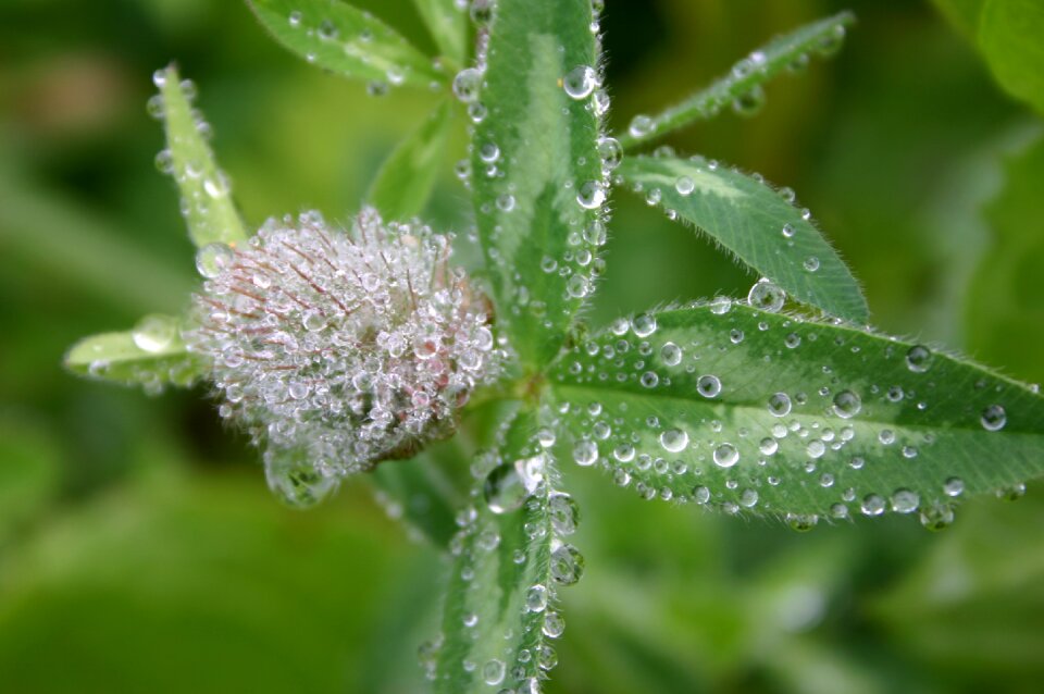 Red clover shamrocks dewdrop