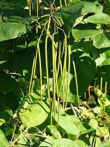 Catalpa bignonioides catalpa pods