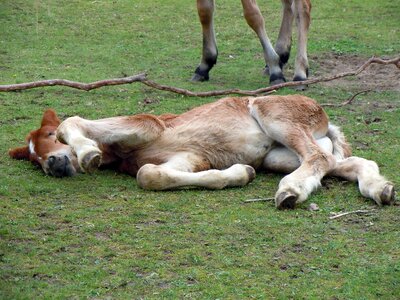 Sleeping relaxed animal child photo