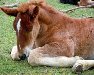 Foal animal child nature photo