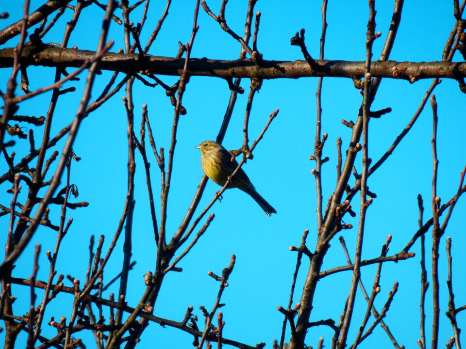 Little bird the sky spring
