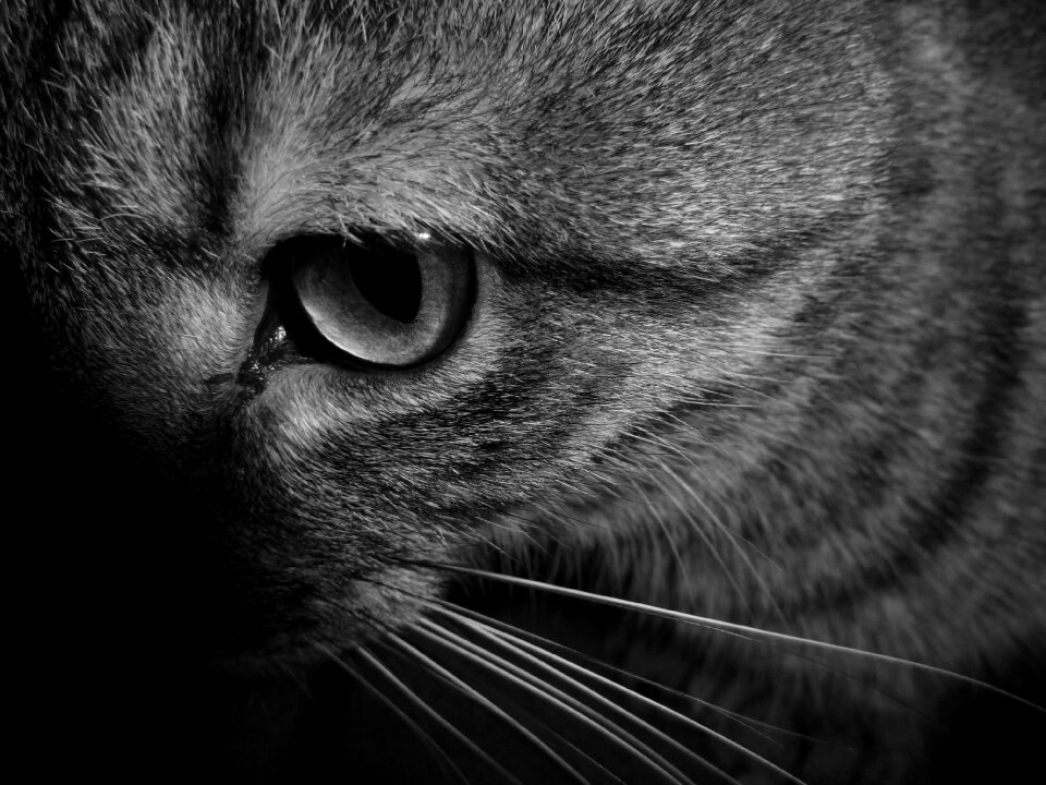 Cat face cat head black and white