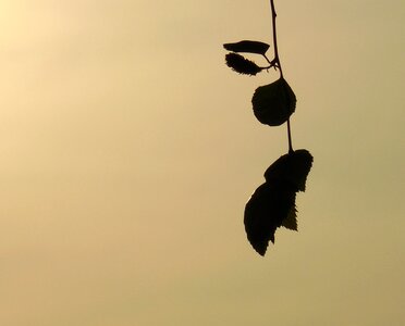 Sundown leaves tree