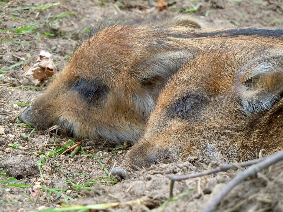 Little pig animal children nature