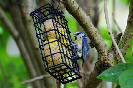 Tit bird seed nature photo