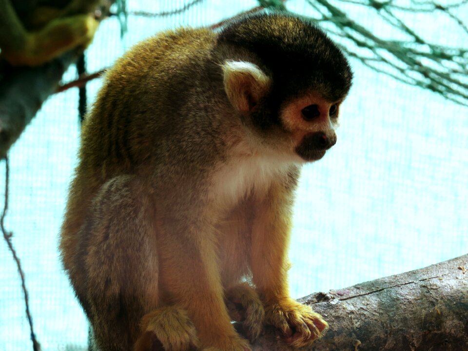Mono exotic animal nature
