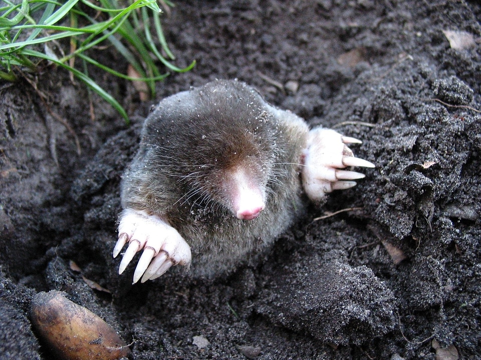 Nature animals molehills