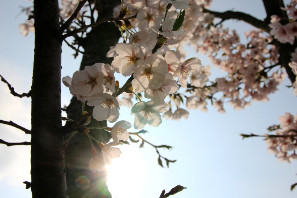 Nature pink flower tree