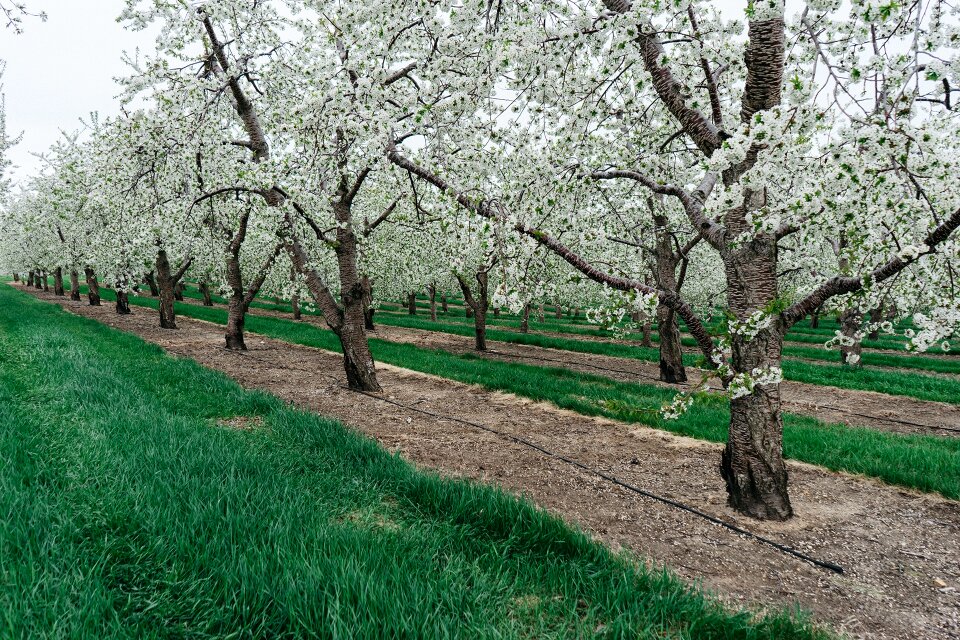 Cherry plantation agriculture