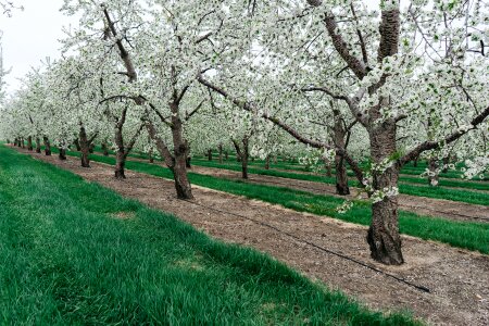 Cherry plantation agriculture