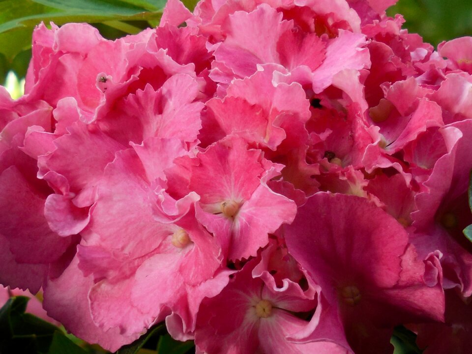 Blossom nature plant